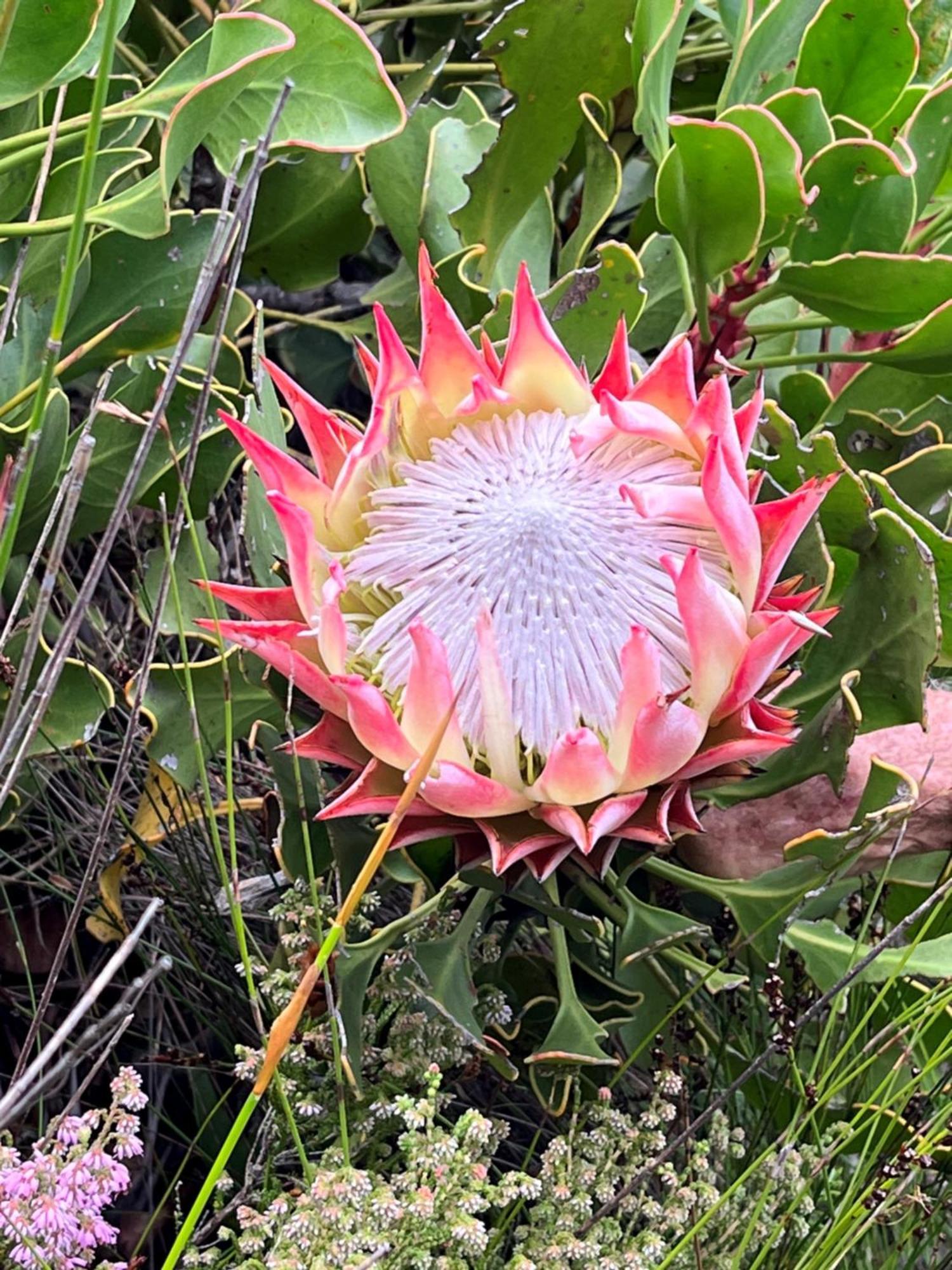 Serenity Self-Catering 2-Bed Unit Hermanus Bagian luar foto